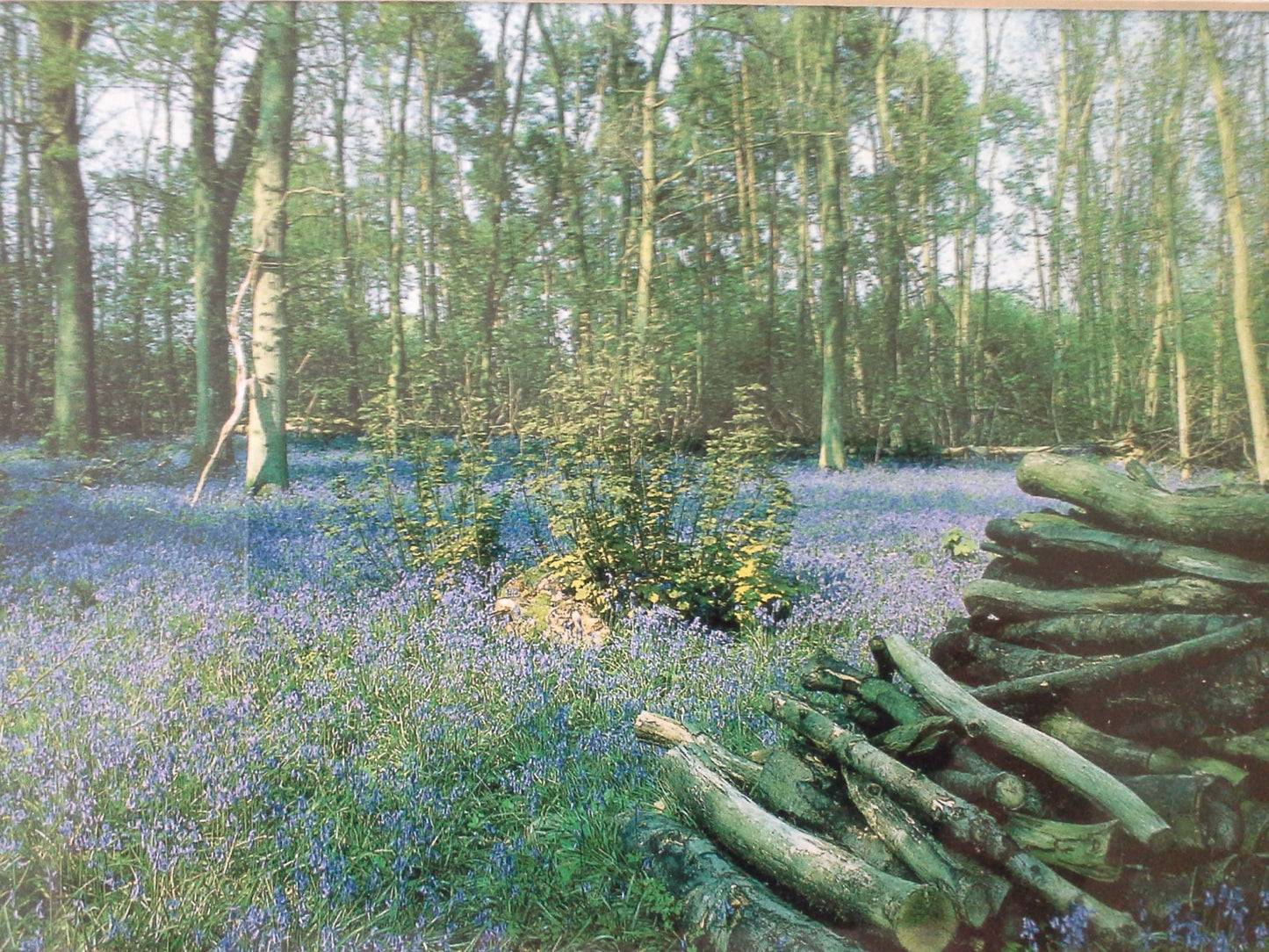 Woodland Views and Bluebells by Mike Harvey-Penton 21/200 Pick and Sell the shop for Stay Home Entertainment Packs.!!