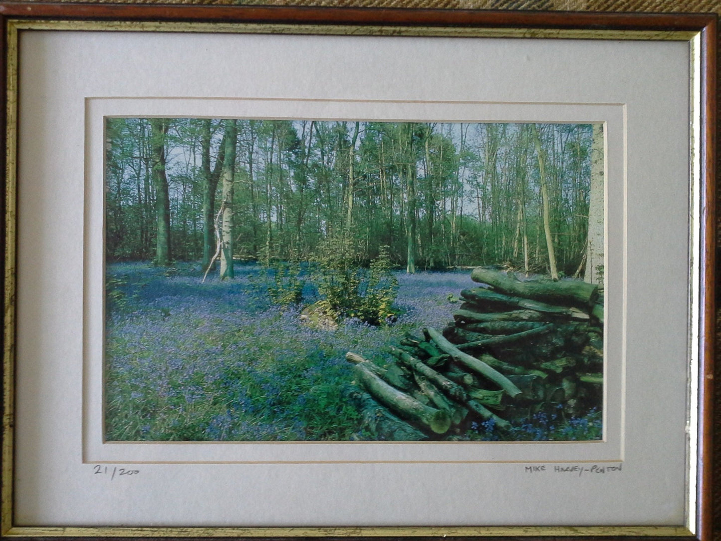 Woodland Views and Bluebells by Mike Harvey-Penton 21/200 Pick and Sell the shop for Stay Home Entertainment Packs.!!